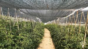 Azienda agricola, apicoltura e agriturismo in Toscana