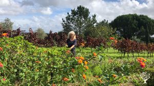 Vineyard; olive grove; forest, fruits and flowers