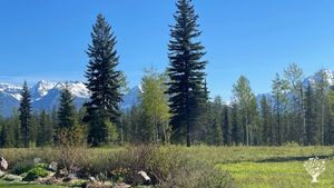 Managing a  forest for tree health, species diversity and wildlife habitat in rural  NW Montana