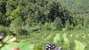 Piccola azienda di piccoli frutti e ortaggi a conduzione familiare vicino al Monte  Rosa