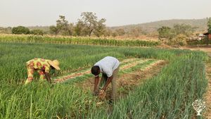 Organic farm where we grow farm-to-table vegetables for our restaurant and raise animals.