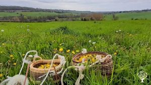 Je suis paysanne-herboriste, je cultive et transforme les plantes aromatiques et médicinales.