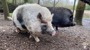 Educational Centre, Farm