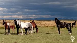 Horse and cow ranch experience in Laguna Llancanelo, Argentina