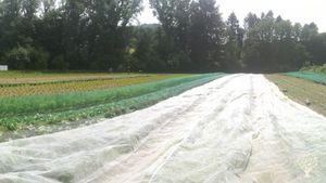 Eines unserer Felder, "Sonnenacker"