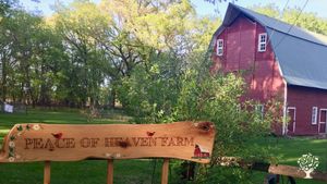 Summer at POH Farm
