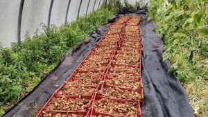 Micro ferme sur un hectare en maraichage diversifié certifié en bio (maraichage sur sol vivant)