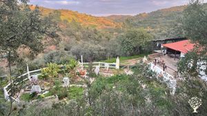 The Banana circle and the north Perma Garden at the stable site, exterior Gym behind stables