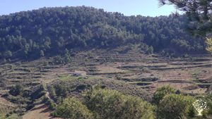 Surrounded by forest