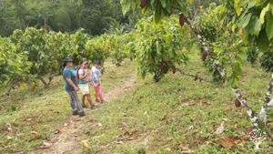 Cocoa plantation farm, livestock care, dairy production, has several fruit plants that complement th