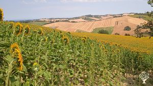 Piccola casa artistica con progetto di permacultura