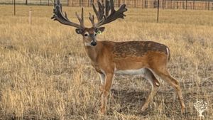 We raise whitetail deer