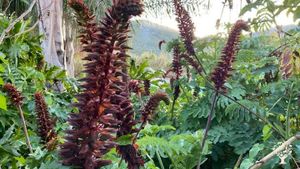 We cultivate more than 1500 species of plants from all over the world and  have a botanical garden.