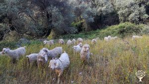 Ferme d'élevage de chèvres angora et oléiculture