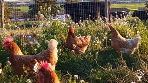 Azienda agricola bio cerealicola, con galline allevate all'aperto e un piccolo orto
