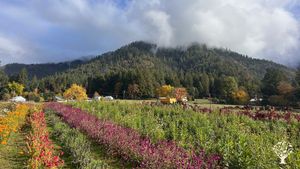 Diversified cut-flower, fruit, and veggie farm