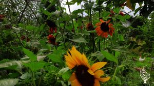 Family home and garden - rural, Livestock Farm, Orchard, Mixed Farm, Farm, Family farm