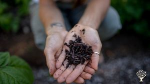 Our vermicomposting worms being added to the our garden beds to help with decomposition and nutrien 