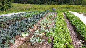 Market garden and pastured layers on the High Coast of Sweden