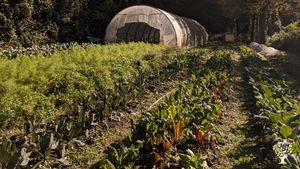 Azienda orticola rigenerativa nelle Alpi