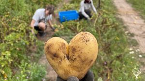 Organic vegetable farms