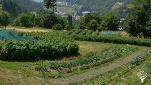 Azienda agricola con produzione di piante officinali, piccoli frutti e ortaggi di montagna