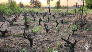 Ecogranja educativa Aliwen  es un lugar donde se interactúa con hortalizas, árboles y animales.