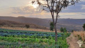 Regeneração da terra e resgate dos nossos alimentos ancestrais, tudo com muita alegria e amizade!