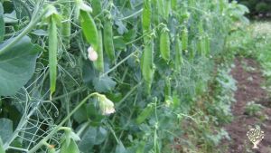 Snow peas ready for picking