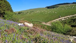 Get involved with life on a mixed farm in Mid Wales