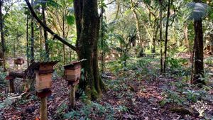 Agroforestry, Stingless Beekeeping, and Orchids at the Foot of Corcovado Peak