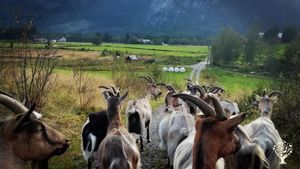 Idyllic, organic, regenerative, dairy goat, pig, bee and vegetables farm in South of Norway