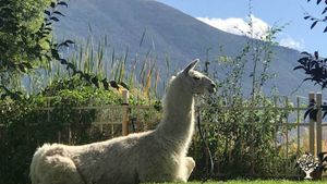 20 acres with gorgeous temple,  residential facility, parrots, peacocks, llamas and small cows in UT