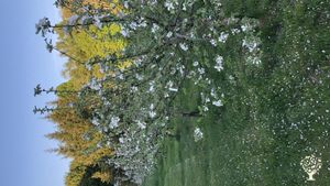 Certified organic fruit and berry farm by lake Åsnen. Learn gardening, jam making & apple juice