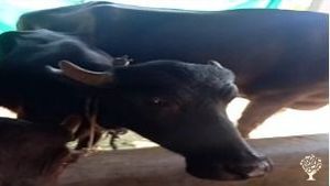 Volunteers can expect daily tasks such as animal care, dairy shop management, crop planting and harv