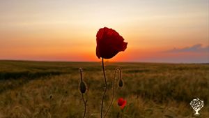 Eine Hof-Oase auf dem Land