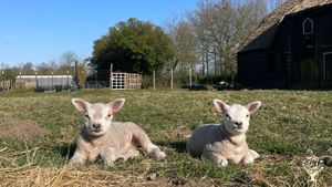 Permaculture farm in Zeeuws-Vlaanderen