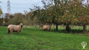 Daisy Farm is a mixed smallholding producing organic cider.