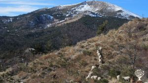 Elevage de brebis laitière en montagne