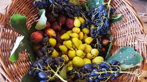 Family home and garden - rural, Flower Garden Farm, Orchard, Olive trees