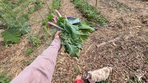 Somos un espacio familiar que busca compartir prácticas de agricultura sostenible para autoconsumo