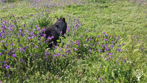 Quinta Agro-florestal Em Pinhal Novo