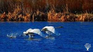 Regenerative, organic, pigs, chickens, cows and vegetables, located in the wilderness of Alberta