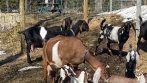 Strawbale Home & Homestead with small herd of dairy goats, chickens, and gardens