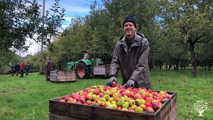 Verger de pommiers avec moutons et poules, cidrerie, pepiniere et potager