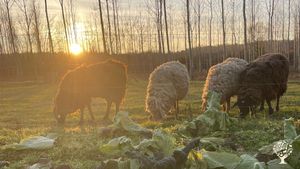 Organic farm