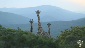 German family - Guest Lodge and organic self-sufficiency Farm bordering the Add ElephantNationalpark