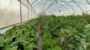 A year-round diversified farm with 2 acres of market gardens and 900 acres rotational animal grazing