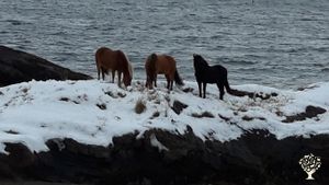 Hobby  farm. Horse breed. Horsemanship. Vegitables, herbs, berries.  Firewood produktion.