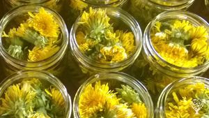 Dandelions flowers about to be infused into honey.